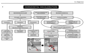 Figura scientifica che illustra i fattori neuromuscolari e biomeccanici coinvolti nella capacità di decelerazione orizzontale negli atleti.