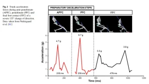 Grafico scientifico che mostra le accelerazioni del tronco durante le fasi di appoggio in un cambio di direzione a 135 gradi.