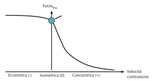 Grafico forza-velocità del muscolo che mostra la relazione tra la forza generata e la velocità di contrazione: eccentrica, isometrica e concentrica.