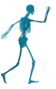 Schema della linea funzionale posteriore che collega arti superiori e inferiori in modo incrociato durante il movimento dinamico.