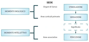 Diagramma del processo percettivo umano che mostra fasi di stimolazione, sensazione, attribuzione di significato e percezione, con sedi anatomiche coinvolte.