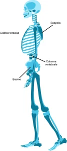 Illustrazione dello scheletro umano in vista laterale durante il cammino con evidenza di colonna vertebrale, bacino e scapola