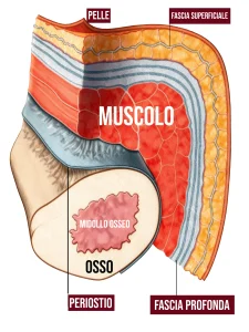 Illustrazione anatomica degli strati dei tessuti del corpo umano dalla pelle all’osso, con fascia, muscolo e periostio