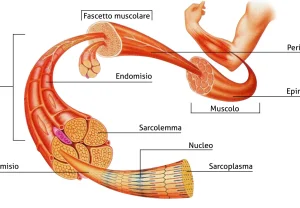 Struttura del muscolo scheletrico con organizzazione gerarchica da muscolo a fibra muscolare