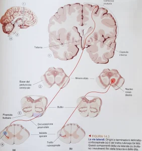 Illustrazione anatomica delle vie motorie laterali con tratto corticospinale laterale e tratto rubrospinale, coinvolti nel controllo dei movimenti volontari