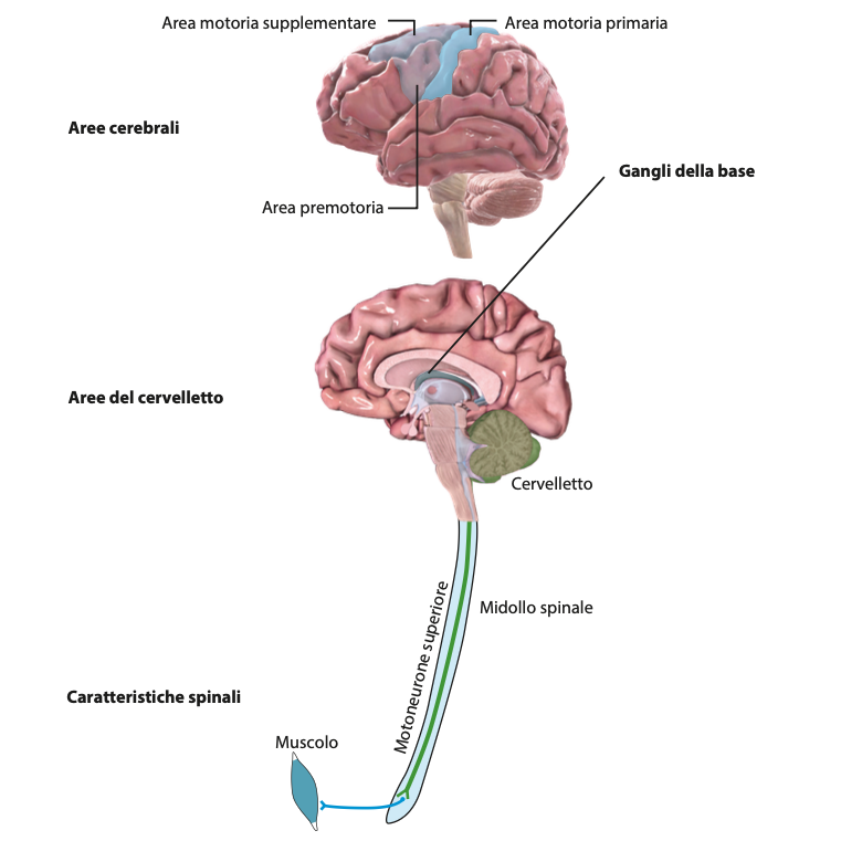 Illustrazione delle aree del sistema nervoso che contribuiscono all’espressione della forza, includendo corteccia motoria primaria e supplementare, area premotoria, gangli della base, cervelletto, midollo spinale e motoneurone superiore che connette al muscolo.