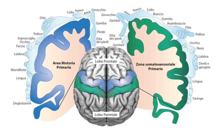 Illustrazione dell’homunculus corticale con la rappresentazione delle aree motorie e somatosensoriali del cervello, dove ogni zona cerebrale controlla o riceve informazioni da specifiche parti del corpo.
