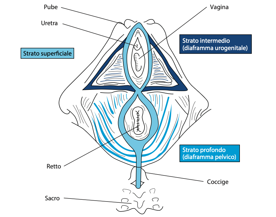 Illustrazione dettagliata degli strati del pavimento pelvico femminile, evidenziando lo strato superficiale, lo strato intermedio (diaframma urogenitale) e lo strato profondo (diaframma pelvico) con indicazioni anatomiche di uretra, vagina e retto.