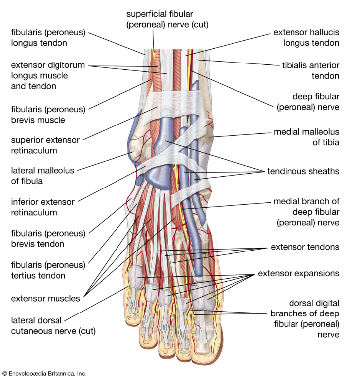 Schema anatomico dettagliato del dorso del piede che mostra i muscoli estensori, i tendini, i retinacoli e la distribuzione dei nervi fibulari.