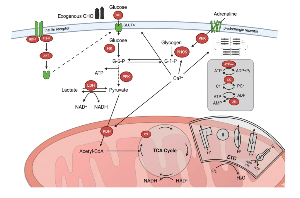 Diagramma biochimico produzione ATP e glicolisi nel calciatore