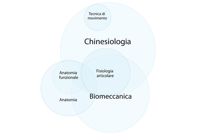 Diagramma delle relazioni tra le discipline del movimento: biomeccanica, chinesiologia, anatomia funzionale e fisiologia articolare. La biomeccanica è rappresentata come un nucleo centrale che connette le diverse aree di studio.