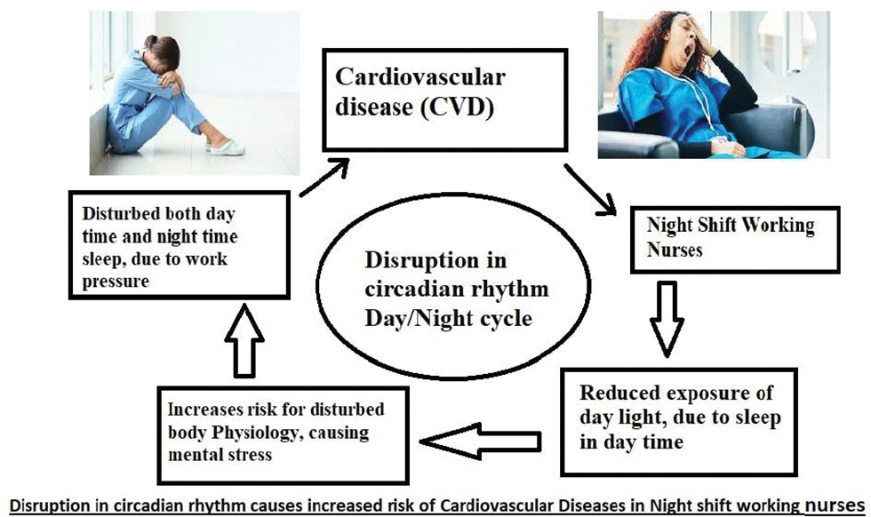 Schema del ciclo di disordine del ritmo circadiano in infermieri turnisti e aumento del rischio di malattie cardiovascolari (CVD).