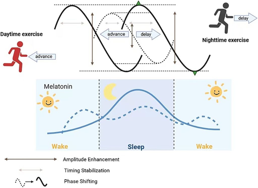 Grafico dell'effetto dell'esercizio diurno e notturno sullo sfasamento di fase del ritmo circadiano e sui livelli di melatonina.