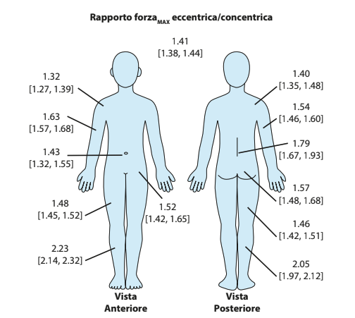 Schematizzazione del rapporto di espressione di forza massimale espressa in modalità eccentrica e concentrica nei vari distretti corporei. Per ogni distretto corporeo è indicato il rapporto medio con il limite inferiore e superiore dell’intervallo di confidenza al 95%. Modificato da Nuzzo et al., Sports Med; 2023.