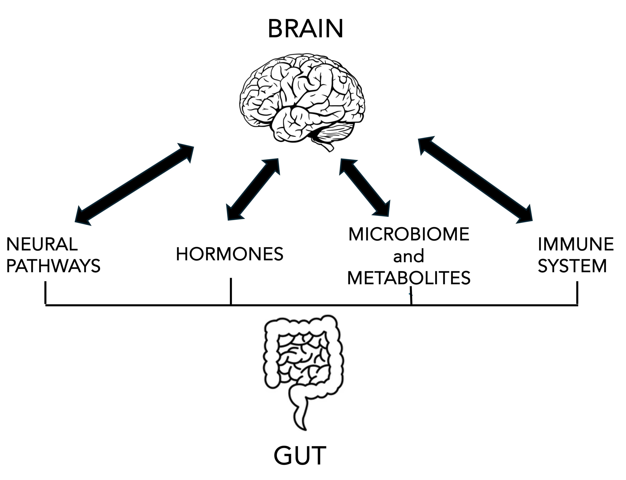 Schema delle vie di comunicazione tra cervello e intestino: vie neurali, ormoni, microbioma, metaboliti e sistema immunitario.